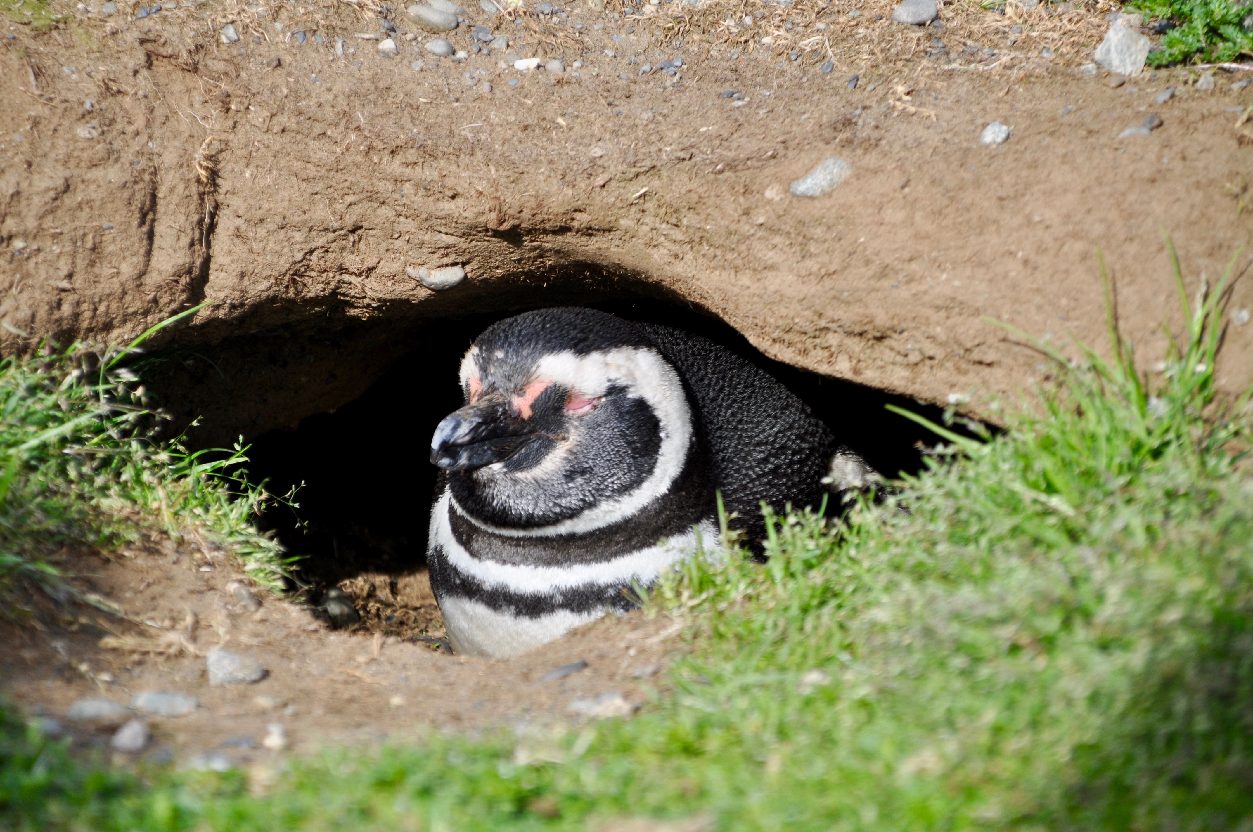 Magellanpinguin  Fakten, Bilder & mehr über Magellanpinguin