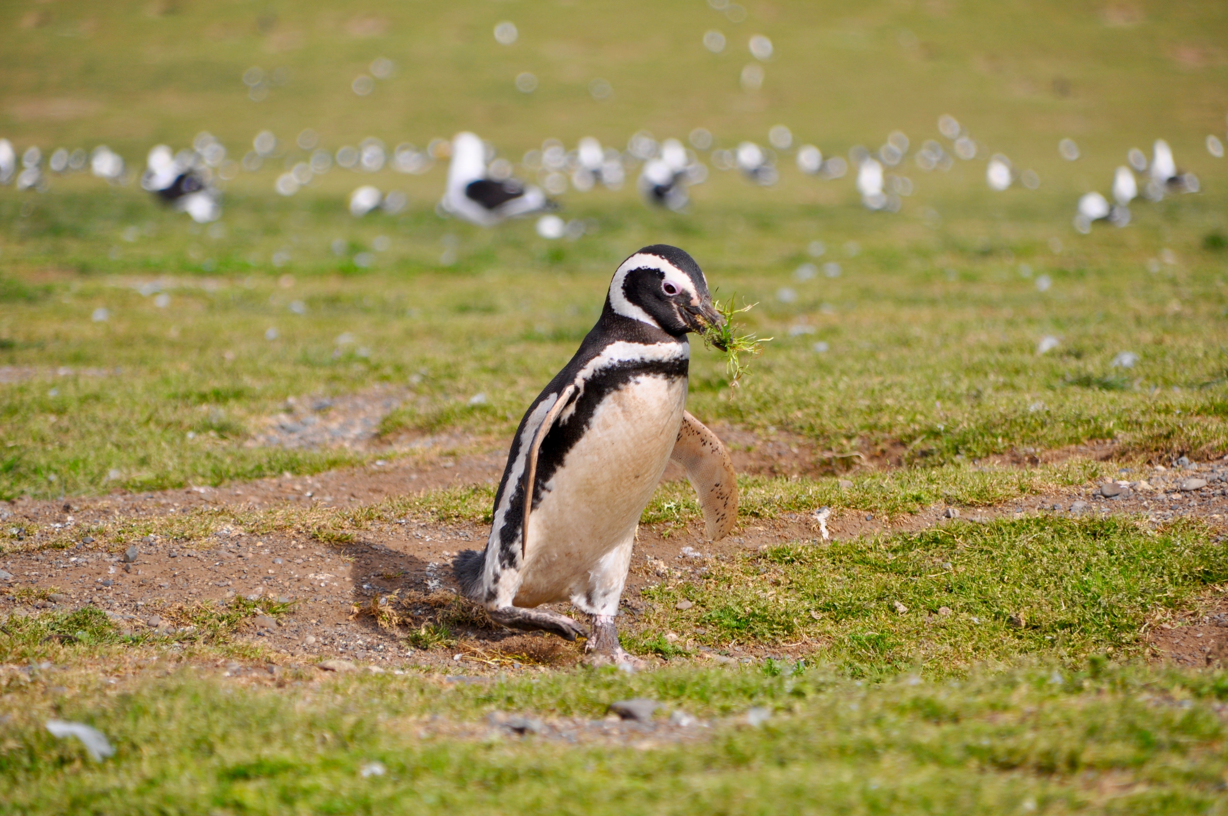 Interview Mit Magellan Pinguin Rausgier